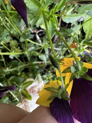 Leptophyes punctatissima