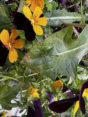 Leptophyes punctatissima