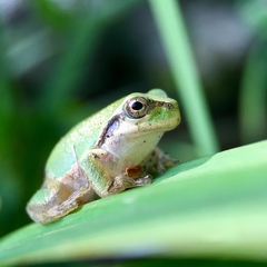 Hyla japonica