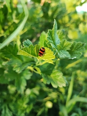 Trichodes apiarius