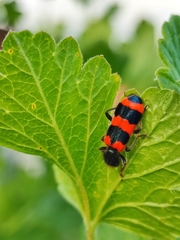 Trichodes apiarius