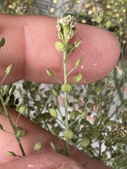 Lepidium pinnatifidum