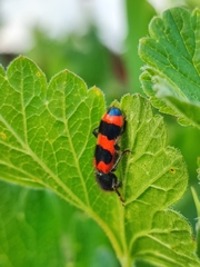 Trichodes apiarius