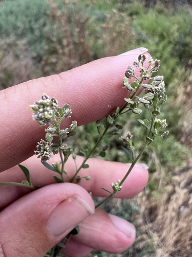 Lepidium pinnatifidum iNat (2)