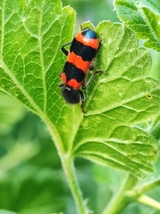 Trichodes apiarius