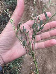Lepidium pinnatifidum