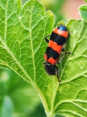 Trichodes apiarius