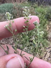 Lepidium pinnatifidum