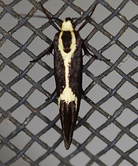 Polix coloradella
