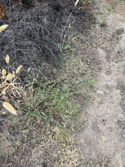 Lepidium pinnatifidum