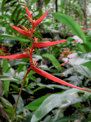Heliconia acuminata