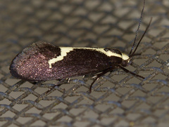 Polix coloradella