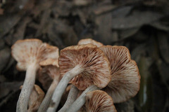 Desarmillaria caespitosa image