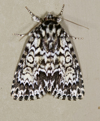 Acronicta fragilis