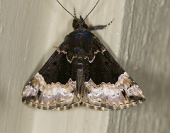 Hypena palparia