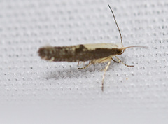 Argyresthia conjugella