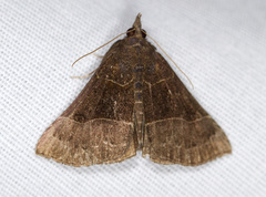 Hypena deceptalis