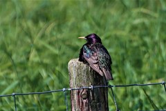 Sturnus vulgaris