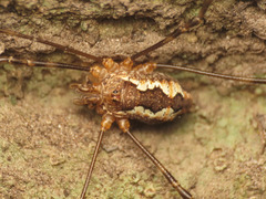 Dasylobus argentatus
