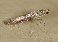 Neurobathra strigifinitella