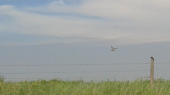 Bartramia longicauda