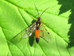 Tenthredopsis scutellaris