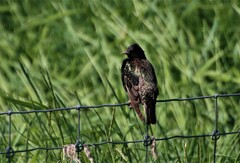Sturnus vulgaris