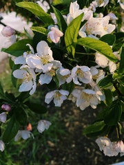 Malus
