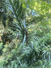 Cephalotaxus