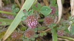 Trifolium ligusticum