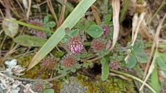 Trifolium ligusticum