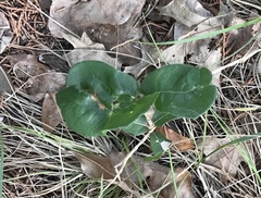 Quercus sinuata breviloba
