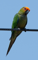 Aratinga auricapillus