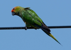 Aratinga auricapillus