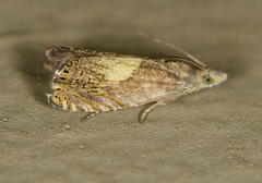 Dichrorampha bittana