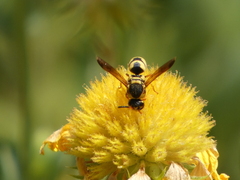 Euodynerus hidalgo viereckii