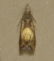 Dichrorampha bittana