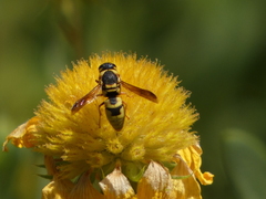 Euodynerus hidalgo viereckii