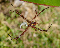 Argiope appensa