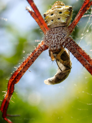 Argiope appensa