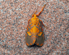 Ammatho roseororatus