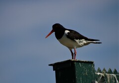 Haematopus ostralegus
