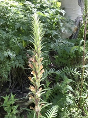 Pedicularis procera