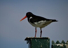 Haematopus ostralegus