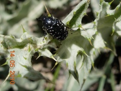 Oxythyrea noemi
