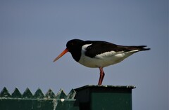 Haematopus ostralegus