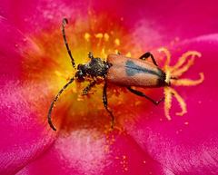 Stictoleptura cordigera