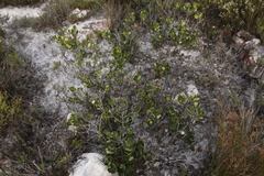 Olea capensis capensis