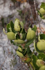 Olea capensis capensis