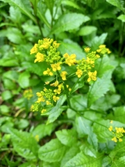 Rorippa amphibia